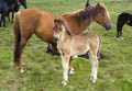 Young horse colt Royalty Free Stock Photo