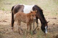 Young Horse Colt Royalty Free Stock Photo