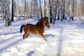 Young horse in the deep snow