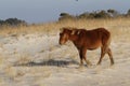 Young Horse on the Dunes in Assateague Island National Seashore