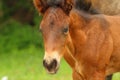 Young horse Royalty Free Stock Photo