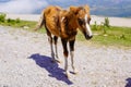 Young horse foal  in the Basque Pottok Mountains Royalty Free Stock Photo
