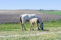 Young horse, or foal, standing next to its mother grazing in a grassy field Royalty Free Stock Photo