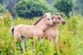Young horse foals playing together Royalty Free Stock Photo