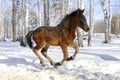 Young horse gallops fast