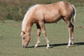 Young horse grazing