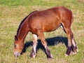 Young horse grazing on meadow Royalty Free Stock Photo