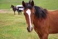 A young horse grazing on a meadow in autumn during the daytime Royalty Free Stock Photo