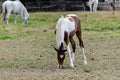 young horse grazing in a meadow Royalty Free Stock Photo