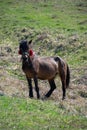 Young horse grazing in the meadow Royalty Free Stock Photo