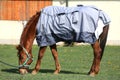 Young horse grazing in the new magnetic blanket at rural ranch