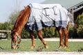 Young horse grazing in the new magnetic blanket at rural ranch