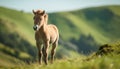 Young horse grazing in tranquil meadow generated by AI Royalty Free Stock Photo