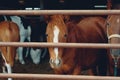 Young horse herd on farm