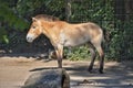 Horse mixed with donkey turned hinny Royalty Free Stock Photo