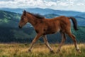 Young horse Royalty Free Stock Photo