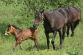 Young Horse with Parents