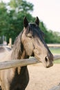 Young Horse`s head, close up, curious animal. ecology theme Royalty Free Stock Photo