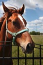 Young Horse`s head close up, curious animal Horse`s head, funny horse Royalty Free Stock Photo