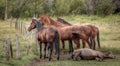 A group of horses stare over the fence into the countryside while a young horse sleeps on the ground