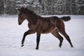 Young horse with snip on its nose jumps of joy Royalty Free Stock Photo