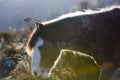 Young horse with sunset light in Merida, Venezuela Royalty Free Stock Photo