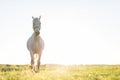 Young horse trotting ahead on the green grass field. Royalty Free Stock Photo