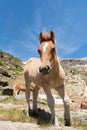 Horse in the valley of Ransol, canillo, Andorra