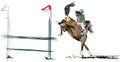 Young rider performing jump on bay horse over a hurdle on show jumping Royalty Free Stock Photo