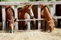 Young horses eating dry hay at animal farm summertime Royalty Free Stock Photo