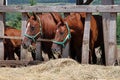 Young horses eating dry hay at animal farm summertime Royalty Free Stock Photo