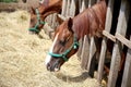 Young horses eating dry hay at animal farm summertime Royalty Free Stock Photo