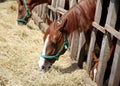 Young horses eating dry hay at animal farm summertime Royalty Free Stock Photo