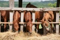 Young horses eating fresh hay between the bars of an old wooden fence Royalty Free Stock Photo