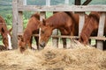 Young horses eating fresh hay between the bars of an old wooden fence Royalty Free Stock Photo