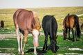 Young Horses Farm Animal pastured on Green Valley