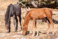 Young horses foal is trying to find some food on dry, burned out earth in Crimean mountains