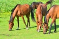 Horses on a grassfield Royalty Free Stock Photo