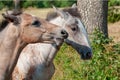 Young horses in Lipica Slovenia Royalty Free Stock Photo