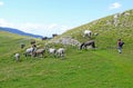 Young horses on the meadow in summer time