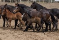 Young Horses at the Rodeo Royalty Free Stock Photo