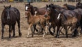 Young Horses at the Rodeo Royalty Free Stock Photo