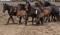 Young Horses at the Rodeo Royalty Free Stock Photo