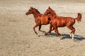 Young horses running free in the sand Royalty Free Stock Photo