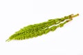 Young Horsetail plant Equisetum isolated on white background. Royalty Free Stock Photo