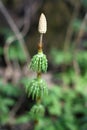 Young horsetail sprout Royalty Free Stock Photo