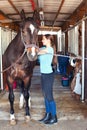 Young horsewomen owner harnessing the stallion in stable Royalty Free Stock Photo