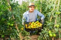 Young horticulturist on vegetable garden with box of tomatoes