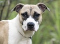 Young hound and boxer mixed breed puppy dog adoption photo Royalty Free Stock Photo