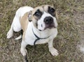 Young hound and boxer mixed breed puppy sitting outside Royalty Free Stock Photo